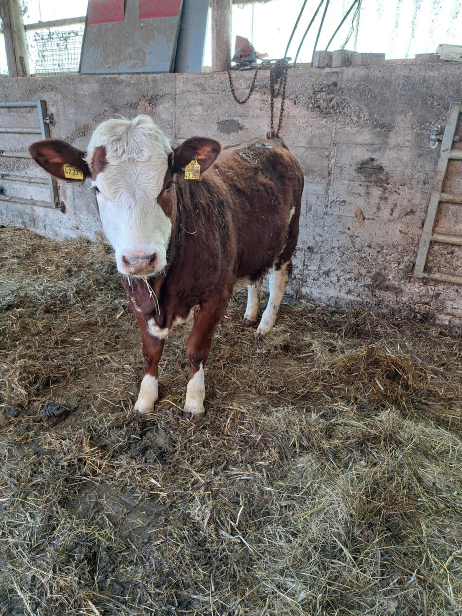 Zur Schoenen Aussicht Hamelin Esterno foto